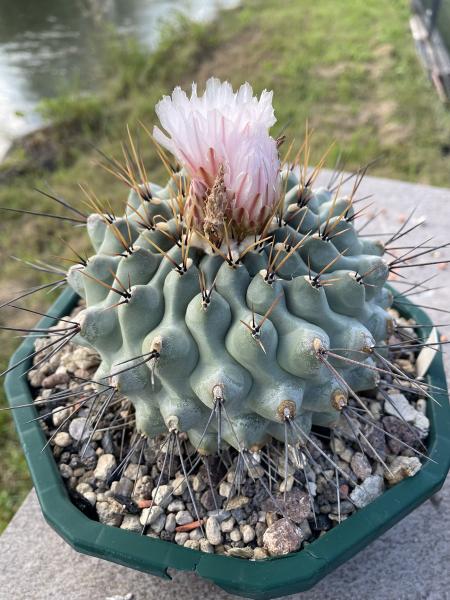 Thelocactus lophothele